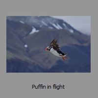 Puffin in flight